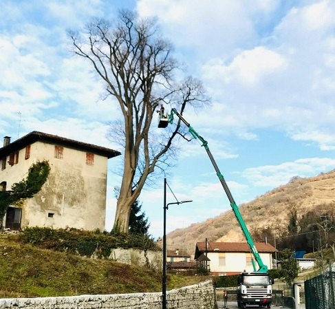 Piattaforma aerea al lavoro su un grande albero spoglio, con colline sullo sfondo