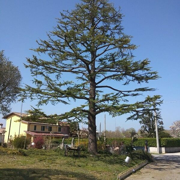 Cedro ad alto fusto in un giardino residenziale