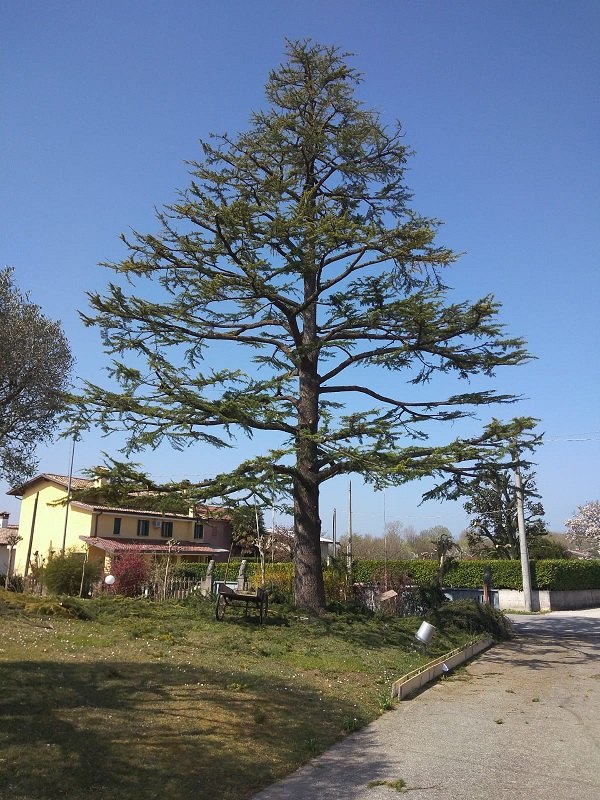 Cedro ad alto fusto in un giardino residenziale