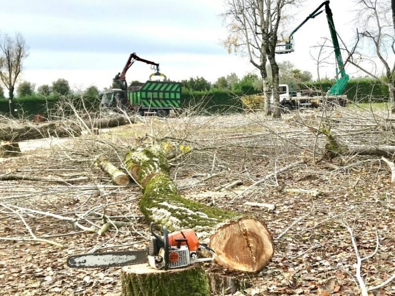 Ceppo e tronco abbattuto con motosega, mezzi di lavoro sullo sfondo
