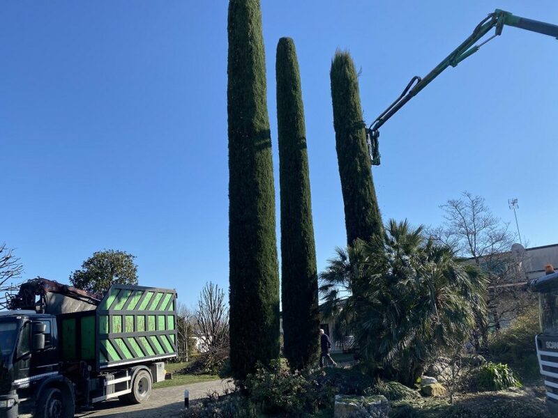Cipressi alti con autocarro con gru durante l'intervento