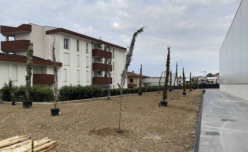 Giovani cipressi in vaso piantati in un nuovo giardino accanto a un palazzo