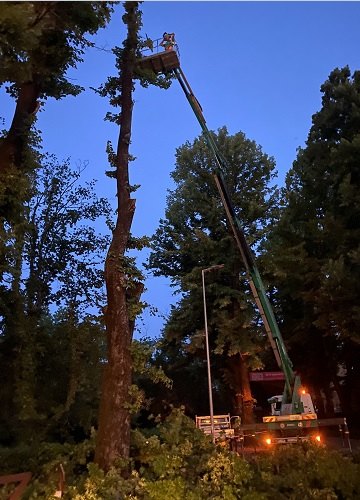 Piattaforma aerea al lavoro su un albero alto al tramonto