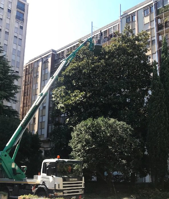 Piattaforma aerea al lavoro su una magnolia davanti a un condominio