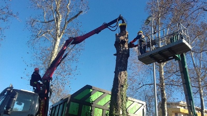 Smontaggio controllato di un platano con piattaforma aerea e gru con pinza