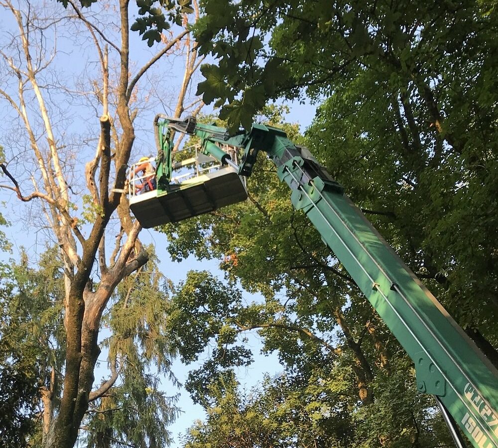 Operatore su piattaforma aerea durante la messa in sicurezza di un albero con rami secchi